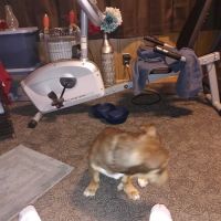 Wilmington Animal Clinic ico