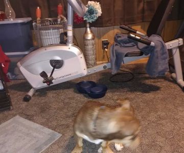 Wilmington Animal Clinic