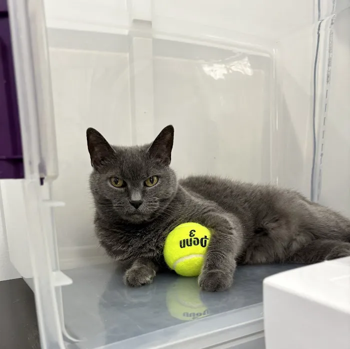 Clinton Animal Care Center 1