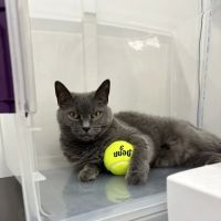 Clinton Animal Care Center ico