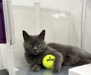 Clinton Animal Care Center