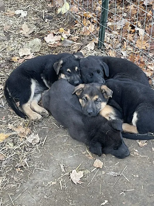 Clinton Animal Care Center 2
