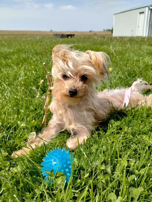 Clinton Animal Care Center 5
