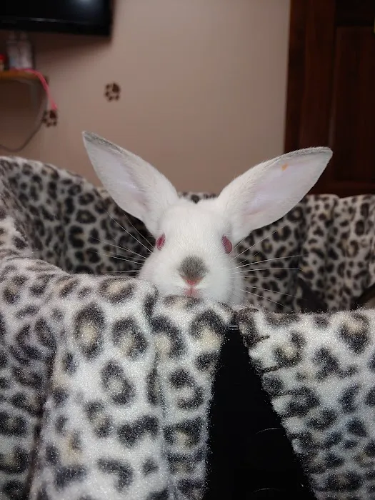 Clinton Animal Care Center 8