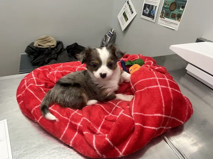 Orchard Veterinary Care 4