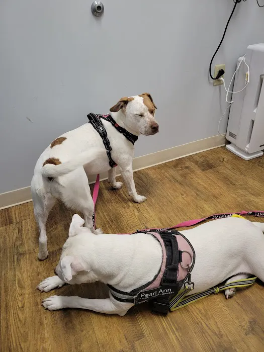Orchard Veterinary Care 2