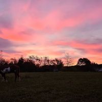 Fall Creek Equine Clinic Inc ico