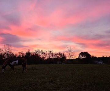 Fall Creek Equine Clinic Inc