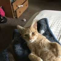 Paint Creek Veterinary Clinic ico