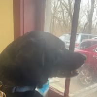 Greenfield Veterinary Clinic ico