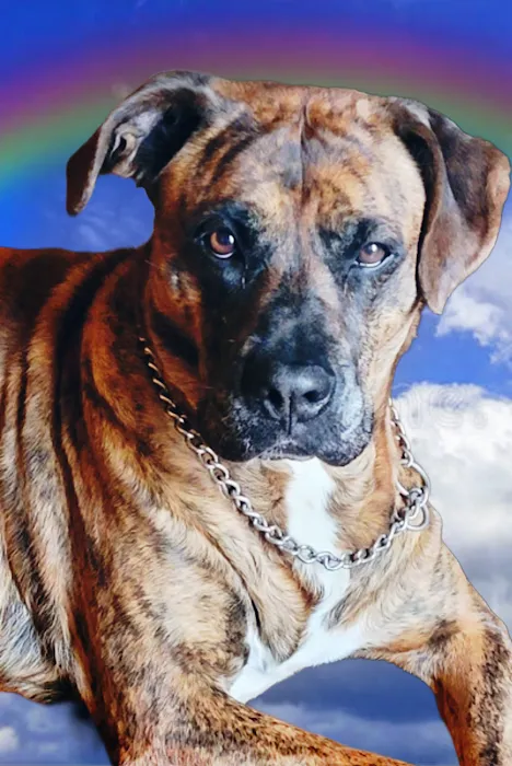 Country View Pet Hospital, LLC 10