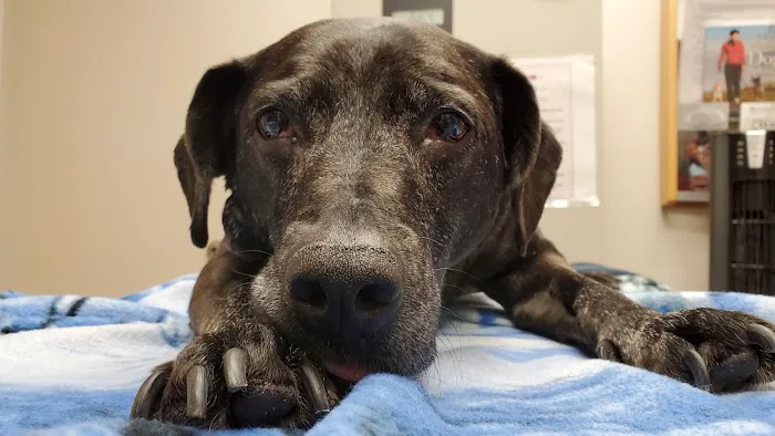 Mahomet Animal Hospital 2