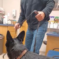 Mahomet Animal Hospital ico