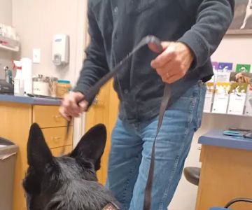 Mahomet Animal Hospital
