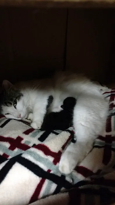 Town & Country Animal Hospital: Alexander Melissa DVM 2