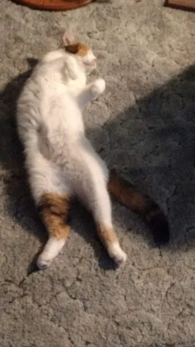 Town & Country Animal Hospital: Alexander Melissa DVM 6