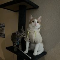 Town & Country Animal Hospital: Alexander Melissa DVM ico