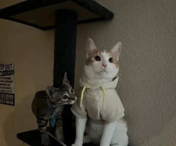 Town & Country Animal Hospital: Alexander Melissa DVM