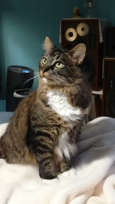Town & Country Animal Hospital: Alexander Melissa DVM 7