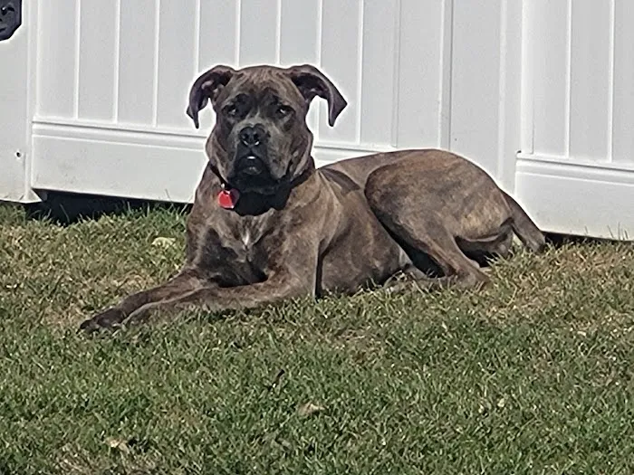 Town & Country Animal Hospital 6