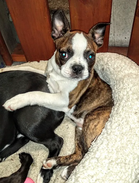 Town & Country Animal Hospital 9