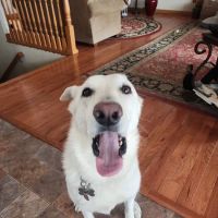Town & Country Animal Hospital ico