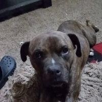 Brunswick Animal Hospital ico