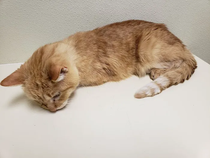 Brunswick Animal Hospital 7