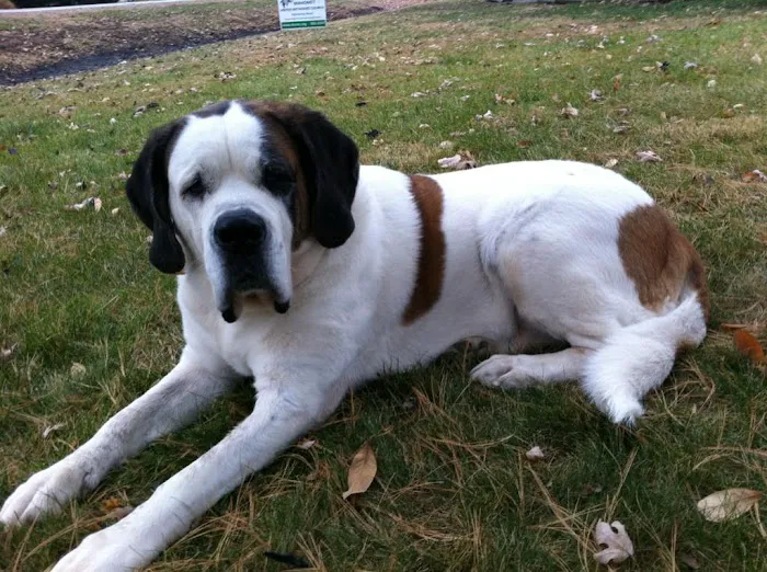 Brunswick Animal Hospital 4