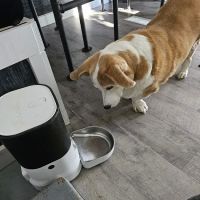 SmartVet ico
