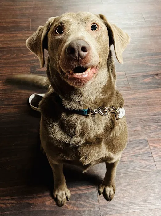 SmartVet 10