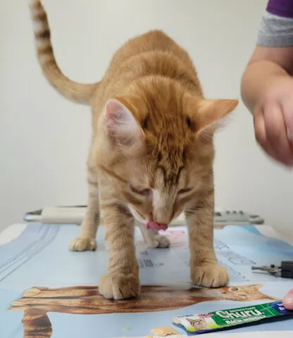 SmartVet 9