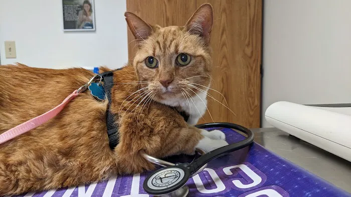 SmartVet 2