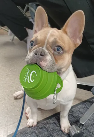 SmartVet 8