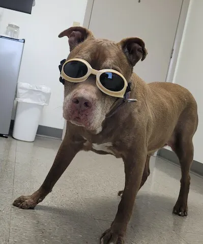 SmartVet 5