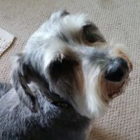 Prairie Oak Veterinary Center ico