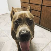 Kruger Animal Hospital ico