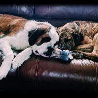 Teegarden Veterinary Clinic ico