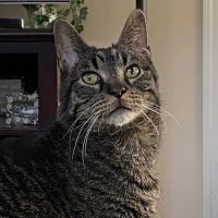 Ambassador Animal Hospital ico