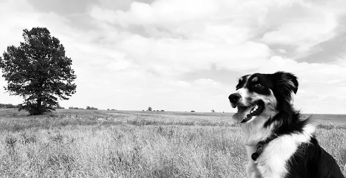 Bortell Animal Hospital 8