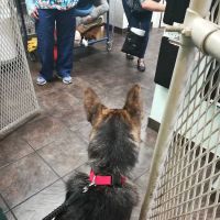 Bortell Animal Hospital ico