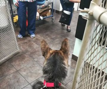 Bortell Animal Hospital