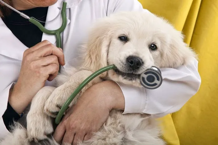 Americana Animal Hospital 7