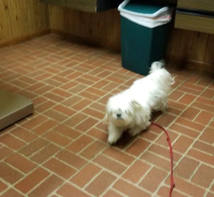 Americana Animal Hospital 9