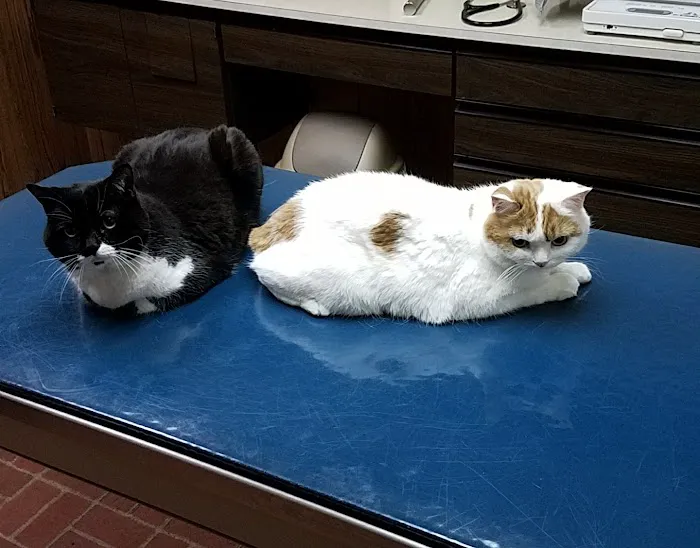 Americana Animal Hospital 4