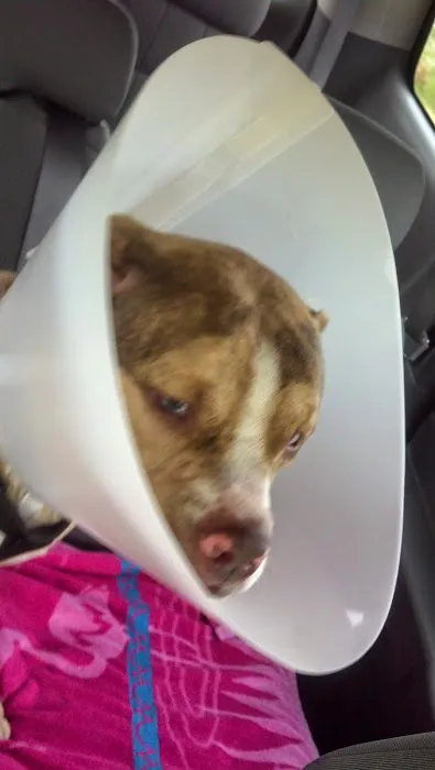 Starlight Veterinary Clinic 1