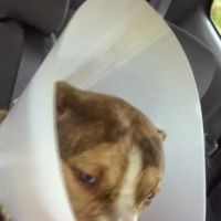 Starlight Veterinary Clinic ico