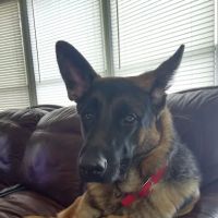 Mt Horeb Animal Hospital ico