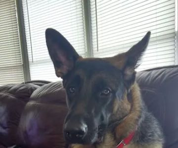 Mt Horeb Animal Hospital
