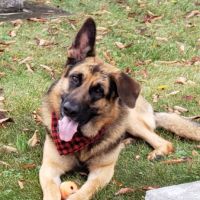 Military Ridge Veterinary Service ico